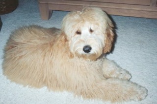 Bailey<br>
 