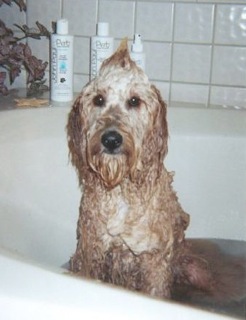 Bailey<br>
 