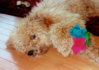 Buster<br>
 