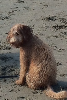 Picture of Australian Labradoodle
