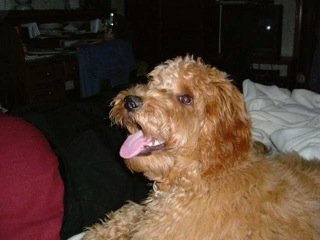 Bailey<br>
 
