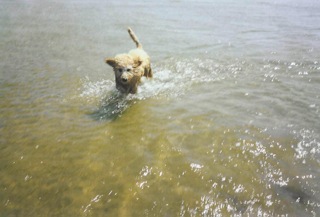 Bailey<br>
 