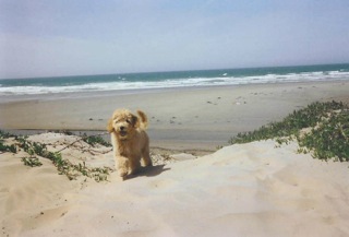 Bailey<br>
 