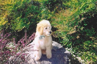 Bailey<br>
 