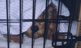 Bailey<br>
 