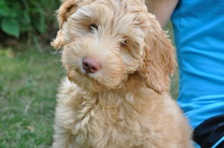 Picture of Australian Labradoodle