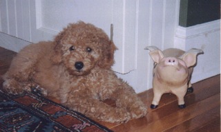 Rusty<br>
 