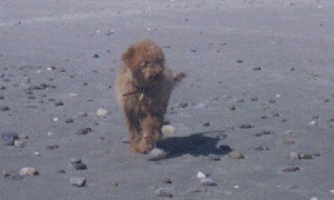 Bailey<br>
 