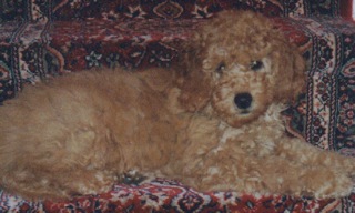 Bailey<br>
 