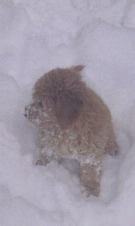 Bailey<br>
 