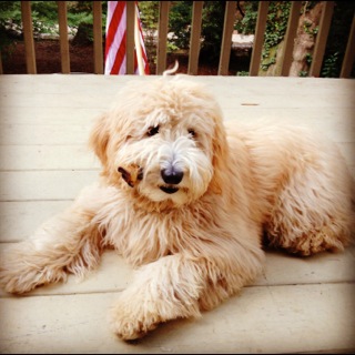 Picture of Australian Labradoodle