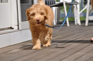 Picture of Australian Labradoodle