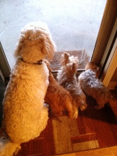 Picture of Australian Labradoodle