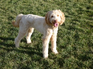 Picture of Australian Labradoodle