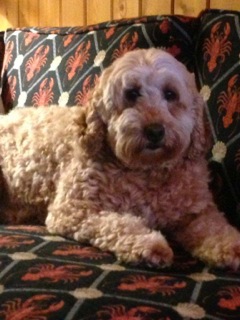 Picture of Australian Labradoodle