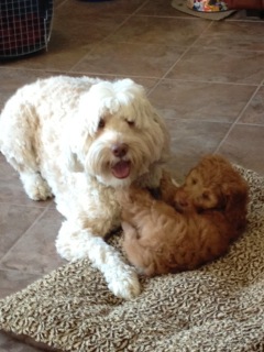 Picture of Australian Labradoodle