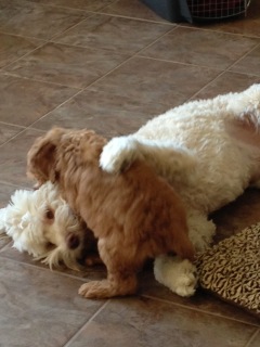 Picture of Australian Labradoodle