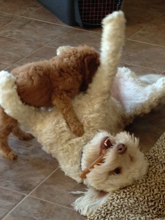 Picture of Australian Labradoodle