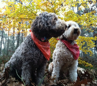 Picture of Australian Labradoodle