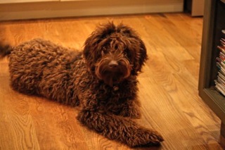 Picture of Australian Labradoodle