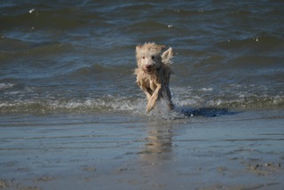 Picture of Australian Labradoodle