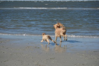 Picture of Australian Labradoodle