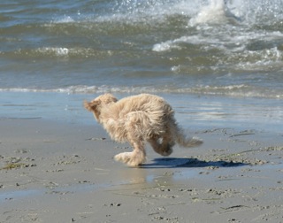 Picture of Australian Labradoodle