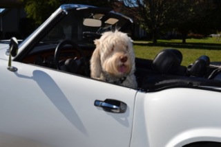 Picture of Australian Labradoodle