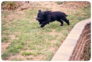 Picture of Australian Labradoodle