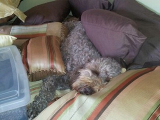 Picture of Australian Labradoodle