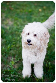 Picture of Australian Labradoodle