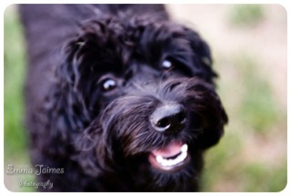 Picture of Australian Labradoodle
