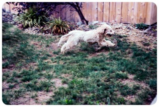 Picture of Australian Labradoodle