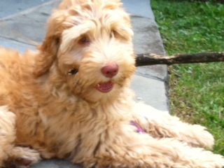 Picture of Australian Labradoodle