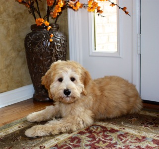 Picture of Australian Labradoodle