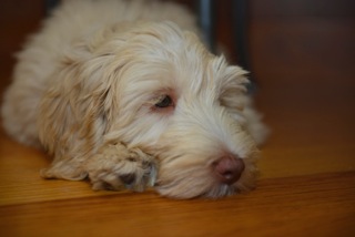 Picture of Australian Labradoodle