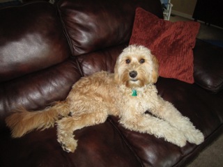 Picture of Australian Labradoodle
