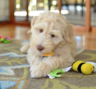 Picture of Australian Labradoodle