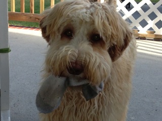 Picture of Australian Labradoodle