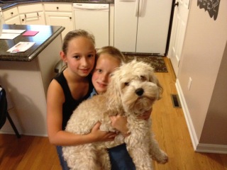 Picture of Australian Labradoodle