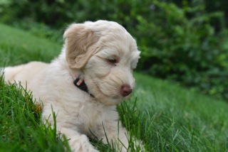 Picture of Australian Labradoodle
