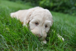 Picture of Australian Labradoodle
