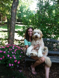 Picture of Australian Labradoodle