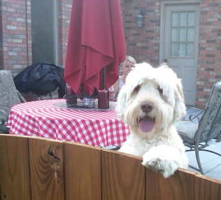 Picture of Australian Labradoodle