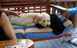 Picture of Australian Labradoodle