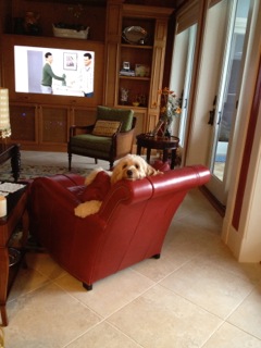 Picture of Australian Labradoodle