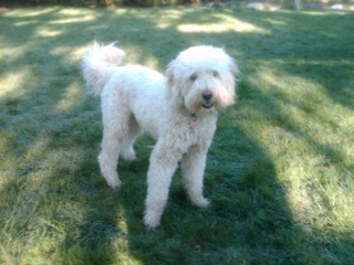 Picture of Australian Labradoodle
