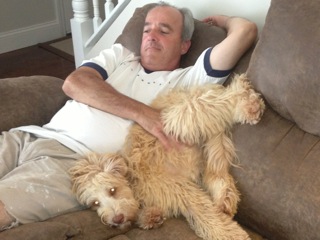 Picture of Australian Labradoodle