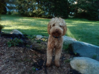 Picture of Australian Labradoodle