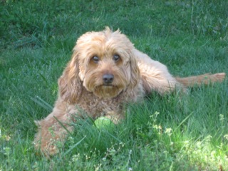 Picture of Australian Labradoodle